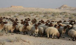 مرصد يحذر من تأثير الأمطار الحمضية على المزروعات والماشية في العراق